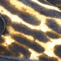 ANIMAL PRINT